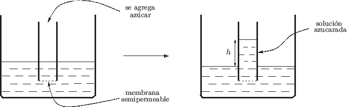 \begin{center}\vbox{\input{osmotica.epic}
}\end{center}